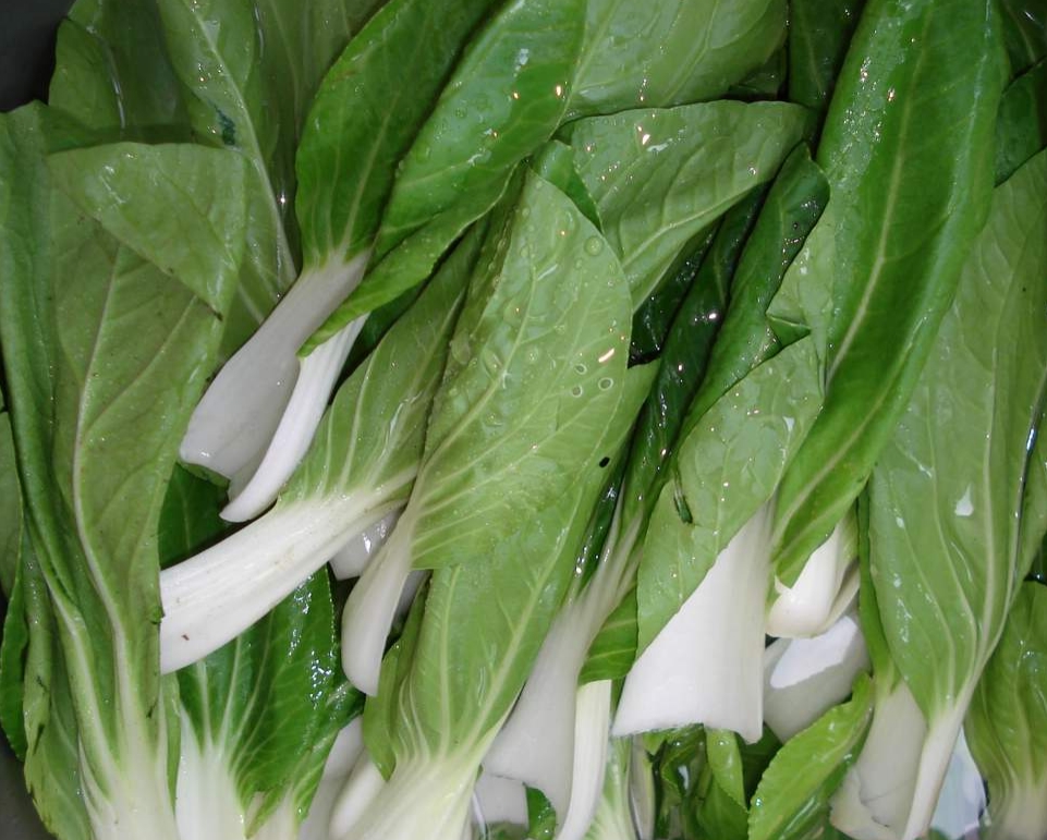 柄和嫩茎为产品的 a target="_blank" href="/item/速生蔬菜/9377261"