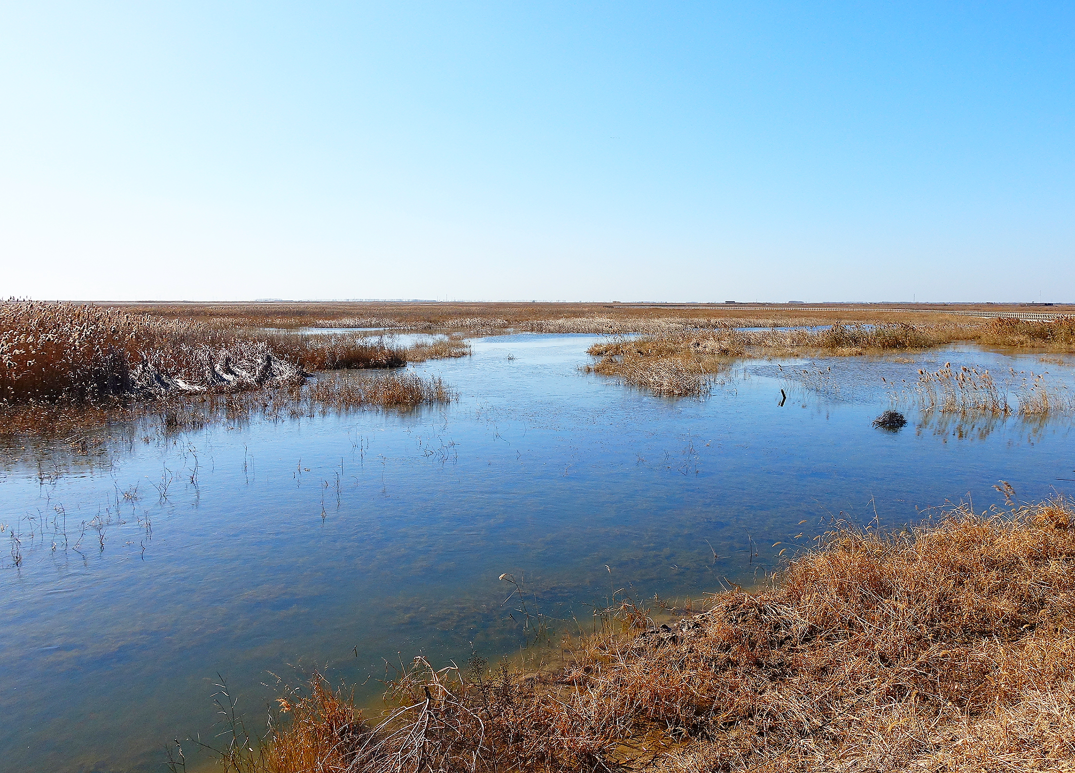 盐城丹顶鹤保护区