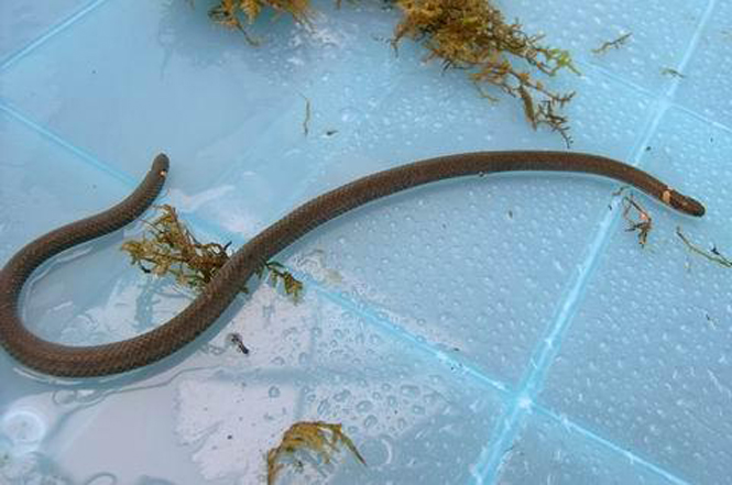  p>云南两头蛇( a href="#" data-lemmaid="8074290">学名 /a>