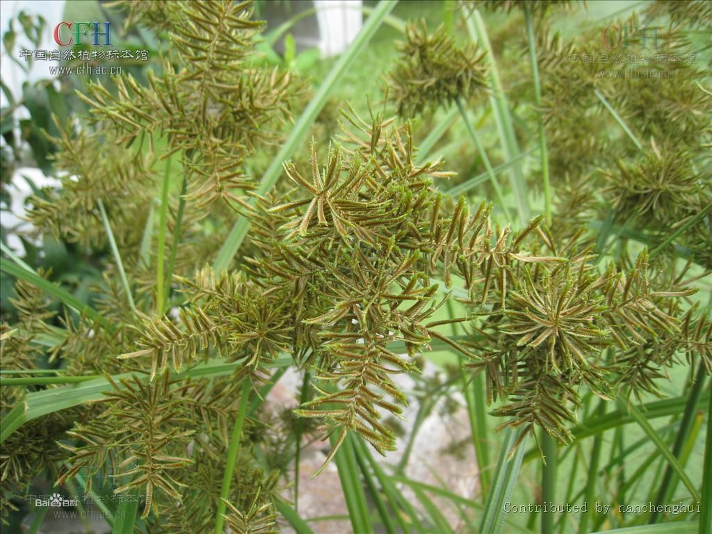  p>云南莎草,为 a href="#" data-lemmaid="6767725">莎草科 /a>莎草