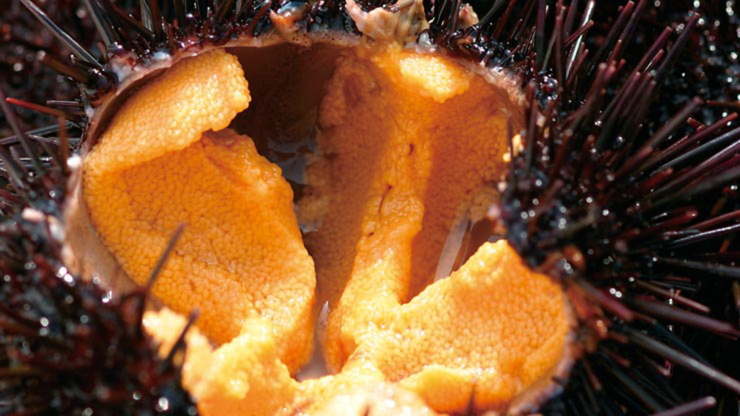  p>虾夷马粪海胆栖息于沙砾,岩礁地带的50m浅水域,水深5～20m处分布