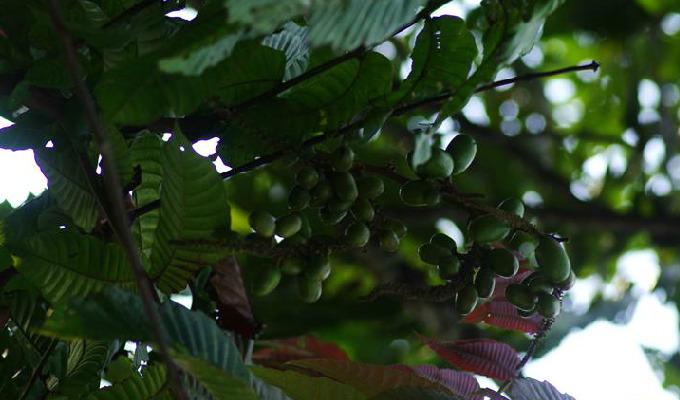 是无患子科番龙眼属植物,8种,分布于亚洲东南部,其中番龙眼p.