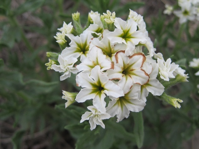  p>砂引草(学名: i>messerschmidia sibirica /i> l.