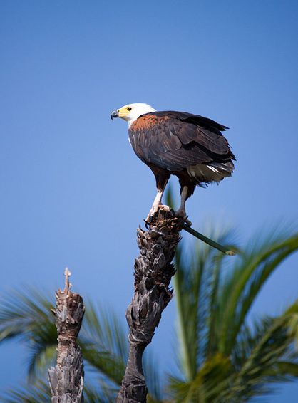  p>非洲海雕(学名: i>haliaeetus vocifer /i>):为隼形目鹰科的 a