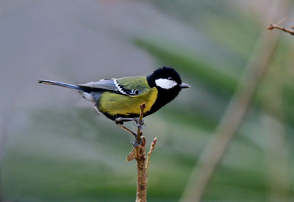 绿背山雀 全网资源