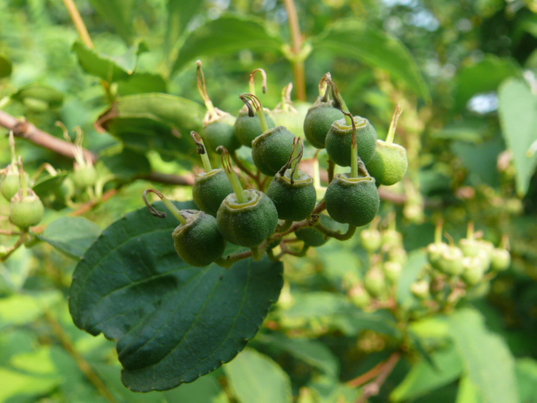 t. pan)多年生草本,高1-1.5厘米,丛生.