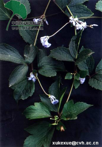 气死大夫