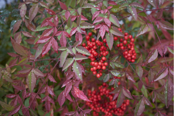 盆景里的小家碧玉 十八学士 之一的南天竹 百科ta说