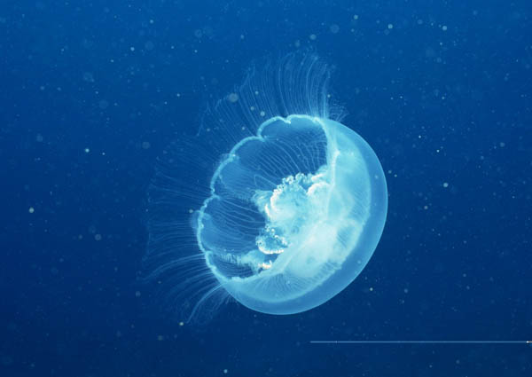 北极霞水母