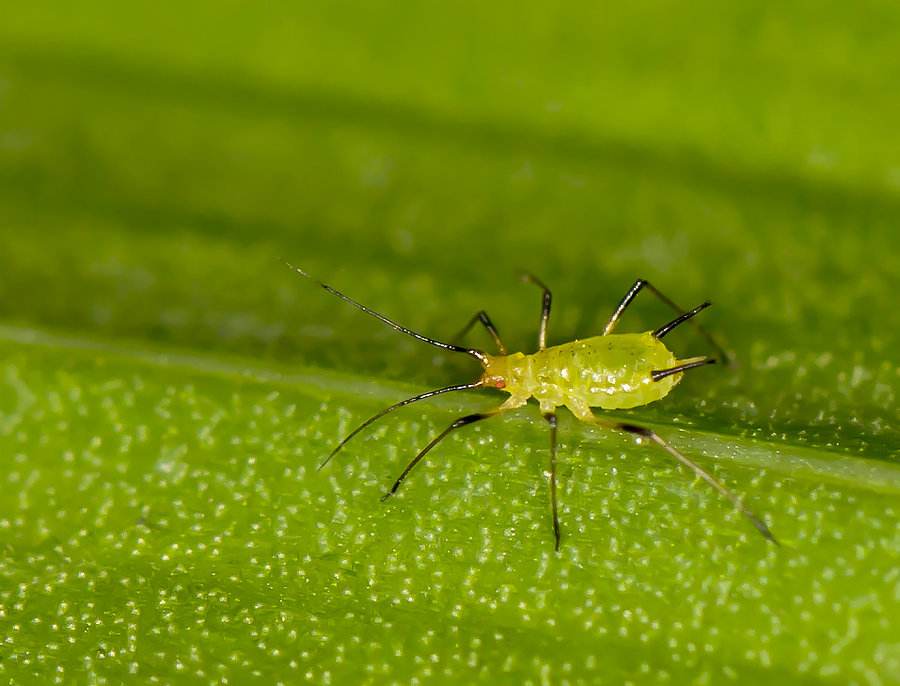 data-lemmaid="9974561">蜜虫 /a>,分为无翅蚜和有翅蚜两种,无翅蚜