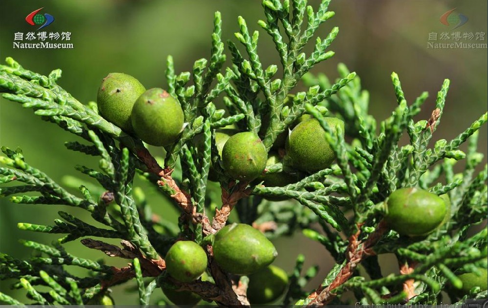 sabina saltuaria (rehd. et wils.) cheng et w. t. wang