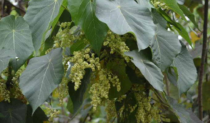  p>血桐属(学名:macaranga thou.