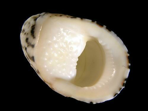 原始腹足目/6166460" data-lemmaid="6166460">原始腹足目 /a>蜒螺科