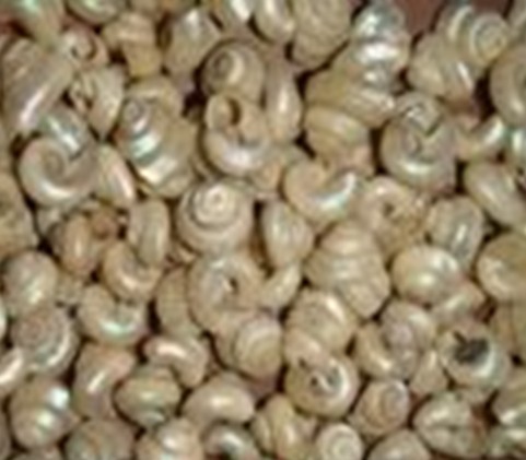 口盖为多旋性的角质.齿舌式为n-5-1-5-n.