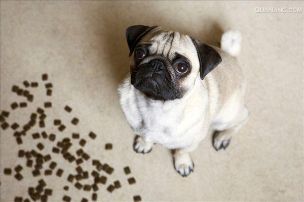 狮子狗