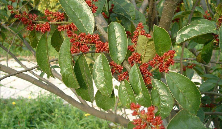  p>金缕梅科,水丝梨属.常绿乔木.