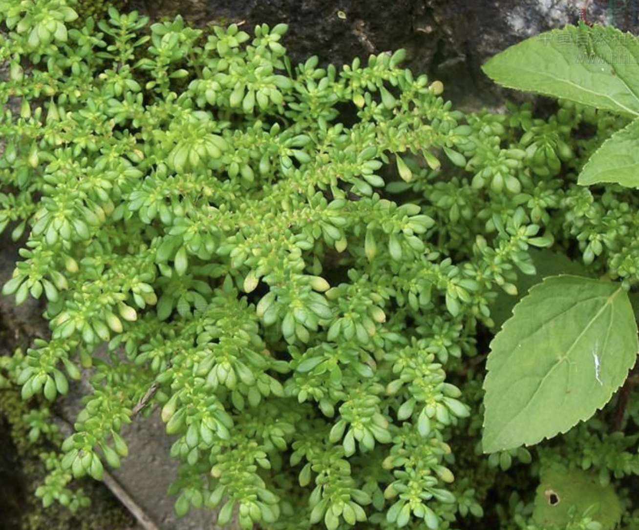  p>纤细冷水花(学名: i>pilea gracilis /i> hand.-mazz.