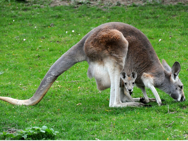  p>国兽( b>national animals /b>):与 a href