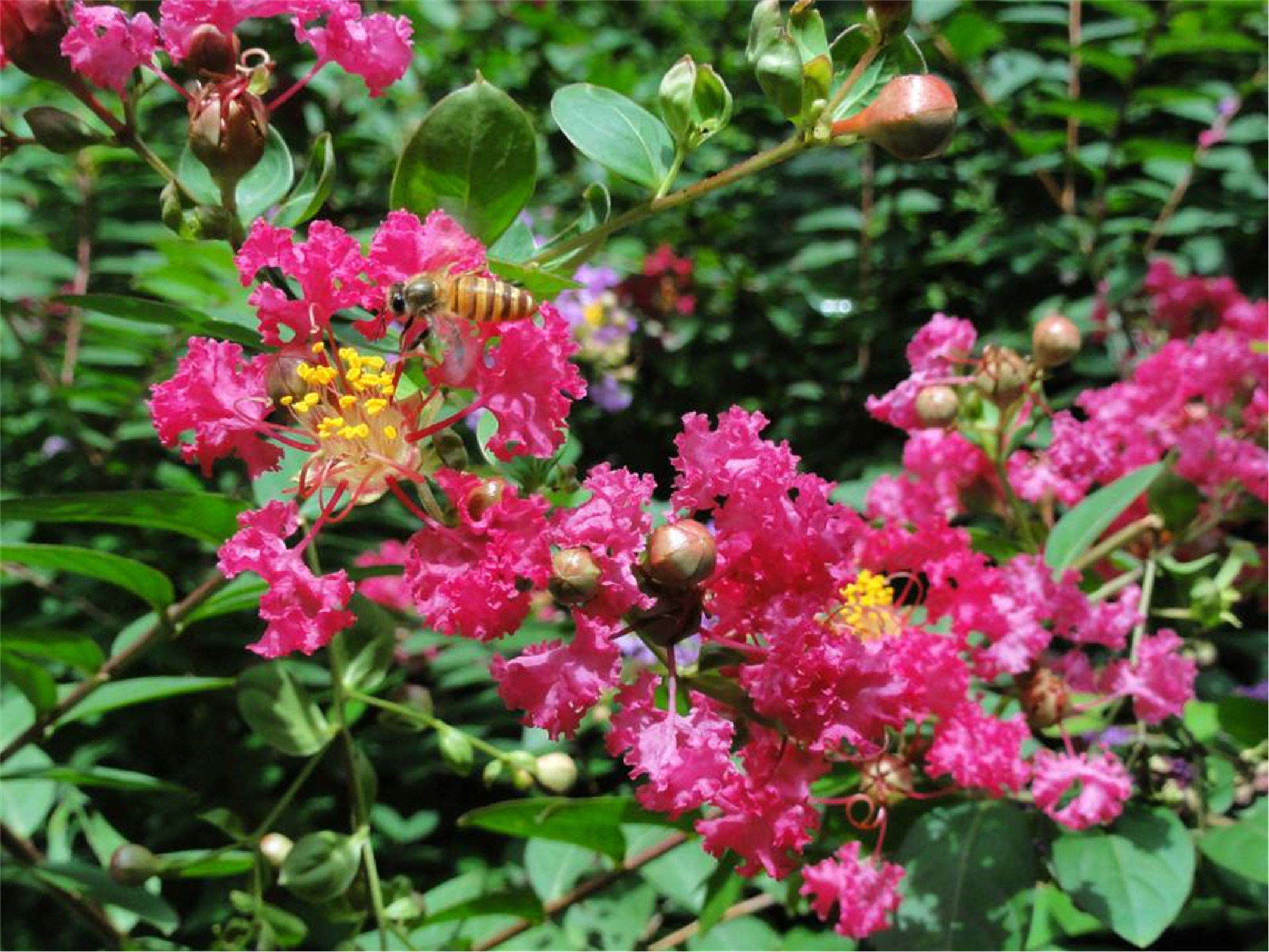  p>小花紫薇(学名: i>lagerstroemia micrantha /i> merr.