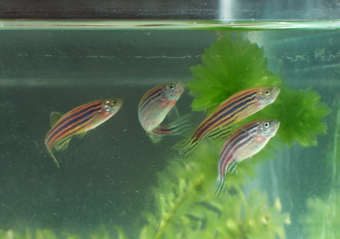 头小而稍尖,吻较短,全身布满多条深蓝色纵纹似斑马,与银白色或金黄色