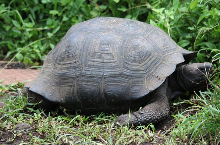 galapagos giant tortoise