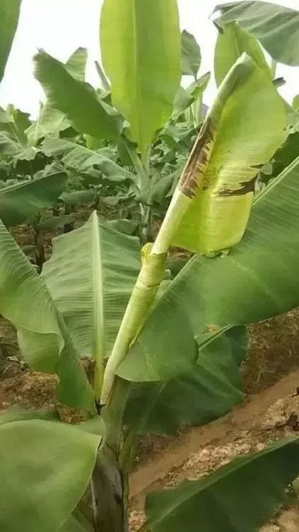 香蕉花叶心腐病