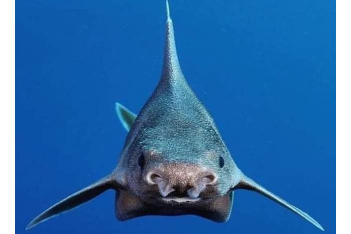 尖吻角鲨