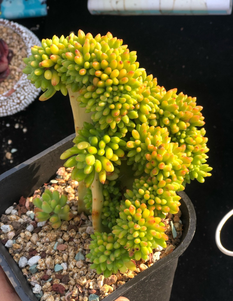 春萌