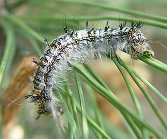 松毛虫卵 百度百科