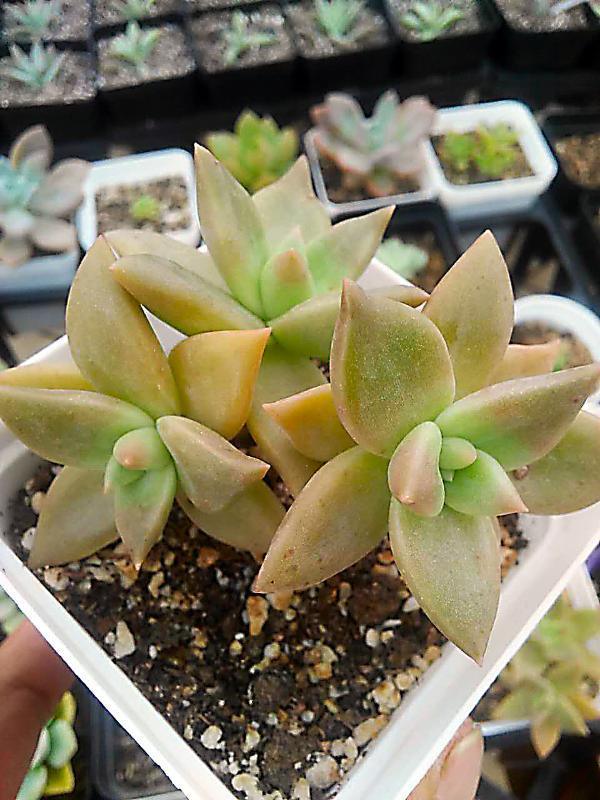  p>表丽娜是一种东云系的多肉植物又名蜜糖东云,银冬云,为 a target="