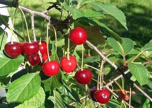  p>樱桃(学名: i>cerasus spp. /i>)是蔷薇科,樱属几种植物的统称.