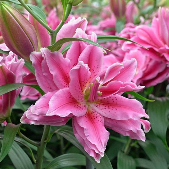  p>希亚拉, a target="_blank" href="/item/百合科/1838810" data