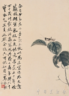 残叶蚂蚱