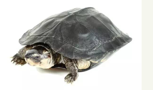 粗颈龟,别名沼泽龟,是一种中等大小的黑色淡水龟,因为颜色单调,不