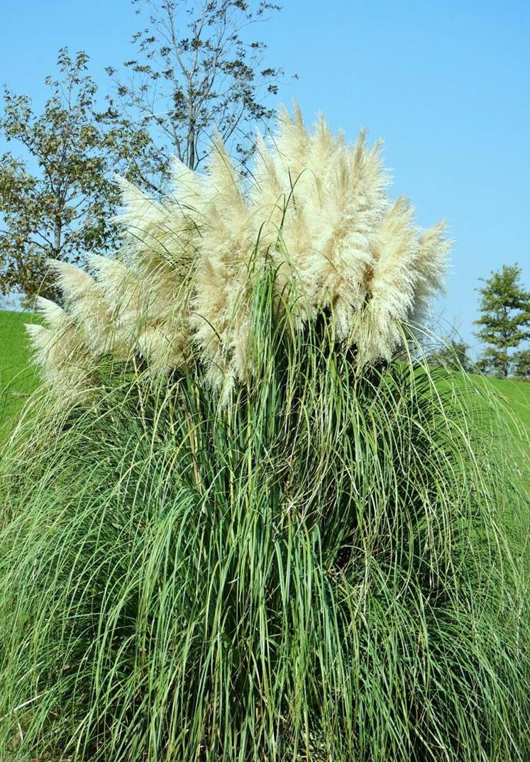 aschers. et graebn.)是禾本科,蒲苇属植物.