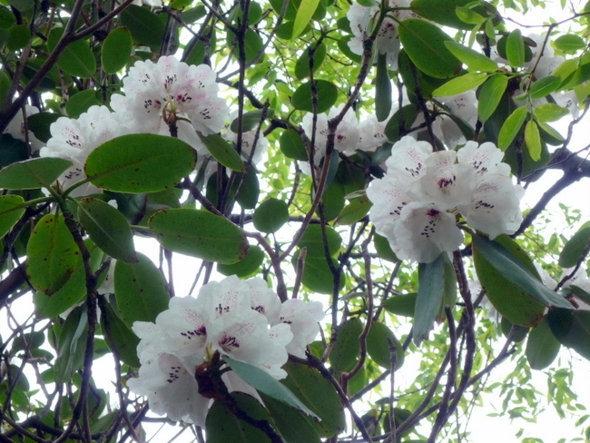  p>灵宝杜鹃(学名: i>rhododendron henanense /i> subsp.