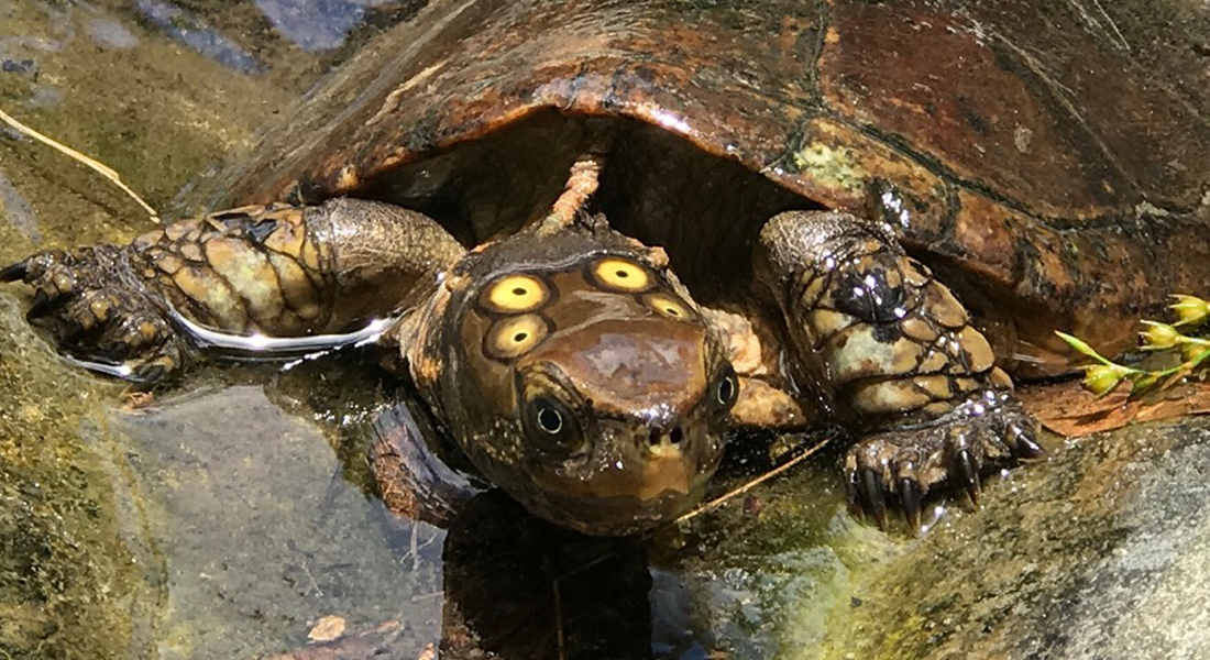  p>四眼斑水龟(学名: i>sacalia quadriocellata /i>)是龟科,眼斑水龟