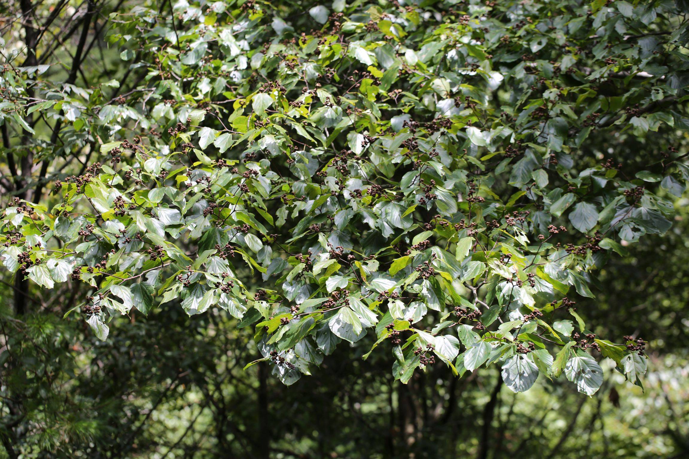 鼠李科枳椇属高大 a target="_blank" href="/item/乔木/33239" data