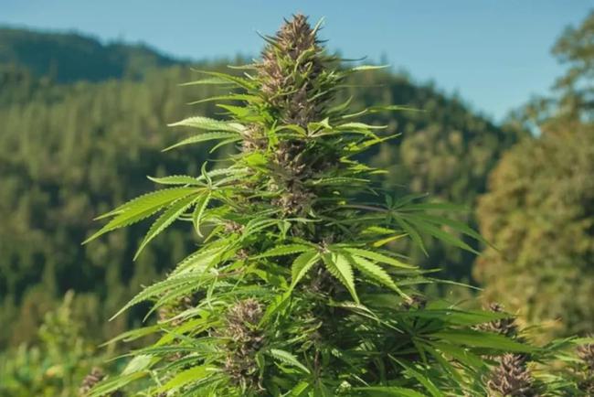  p data-id="txtjftwvoazi">大麻( i>cannabis sativa /i> l.