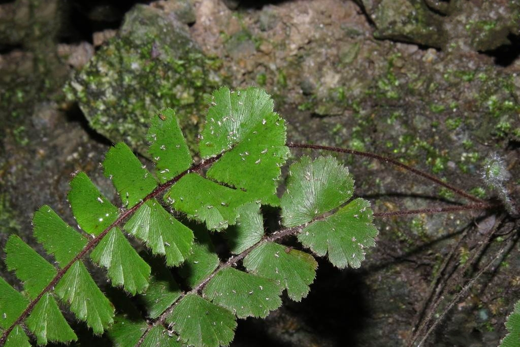  p>假鞭叶铁线蕨(学名: i>adiantum malesianum /i> ghatak)是铁线蕨