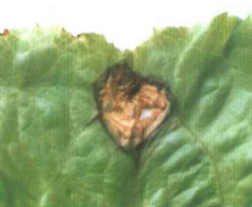  p>生菜褐腐病是由莴苣褐斑尾孢霉引起的,发生在 a target="_blank"