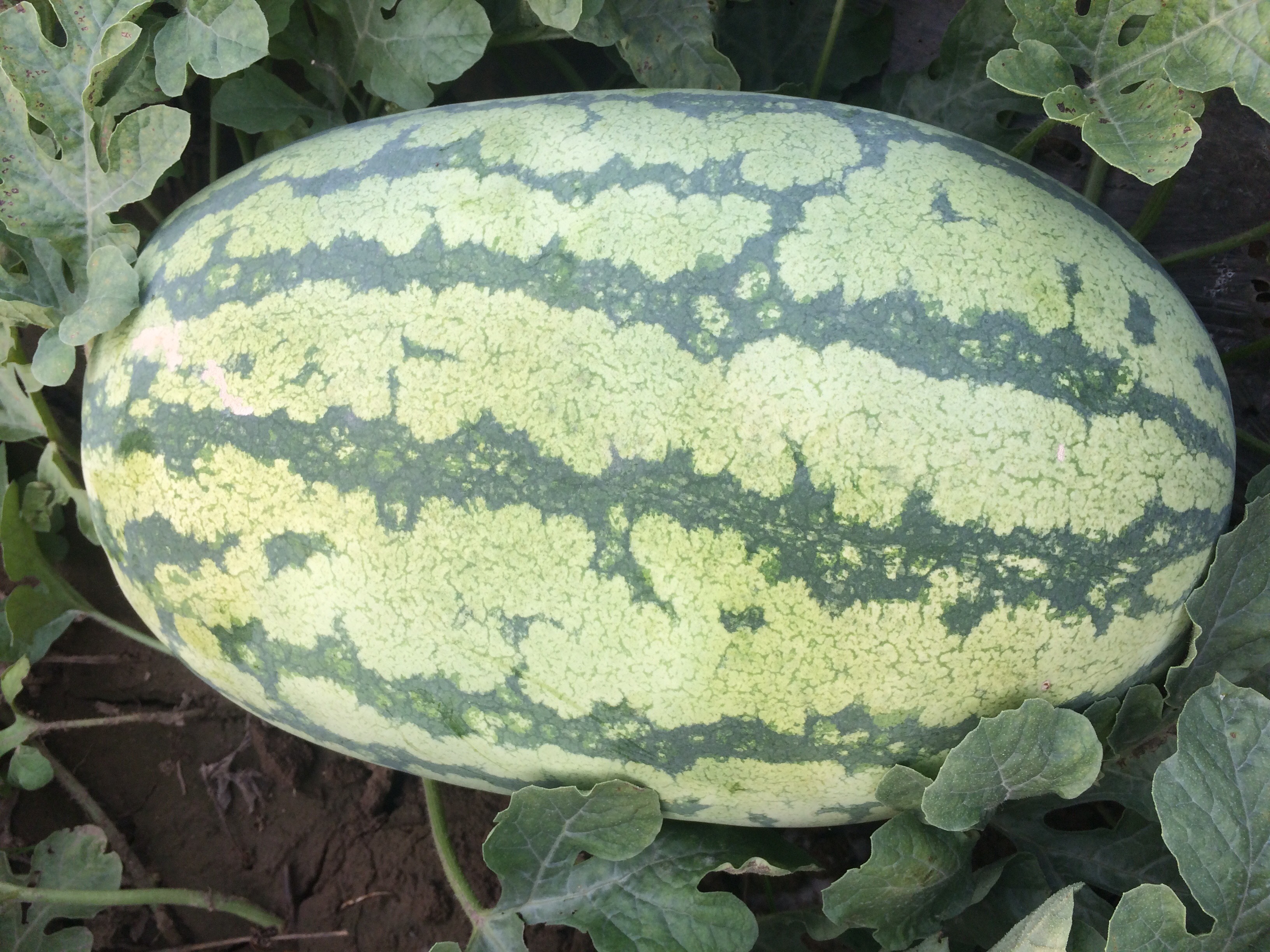  p>西夏绿宝是 a target="_blank" href="/item/西瓜属/3326647" data