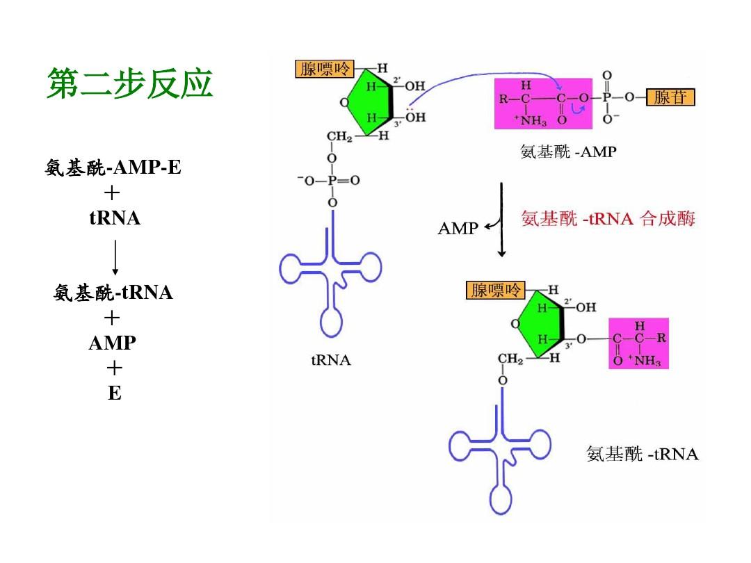  p>即 a target="_blank" href="/item/肽酰trna">肽酰trna /a>位点( 