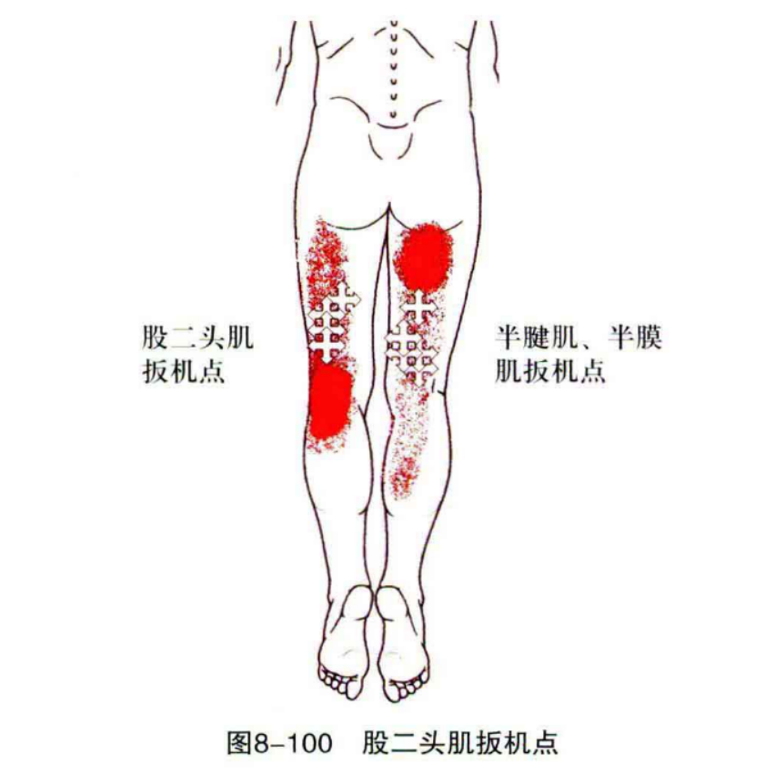  p>股二头肌系大腿后群肌之一.