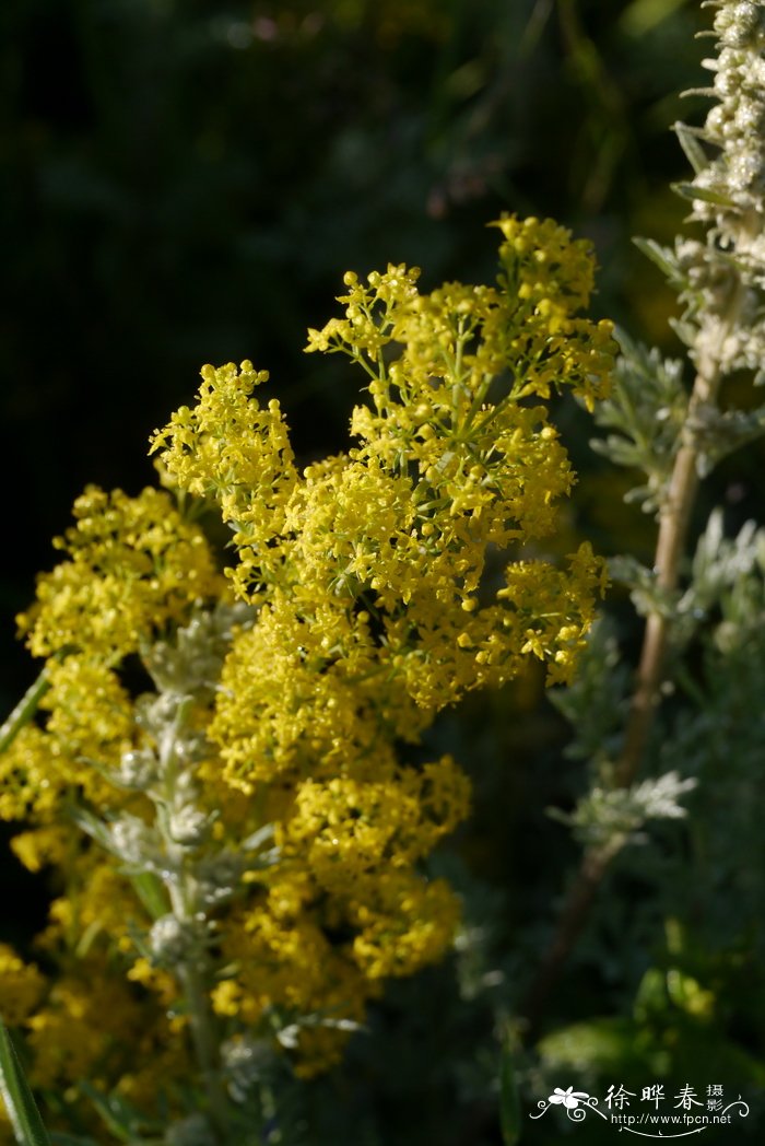 白花蓬子菜(变种)