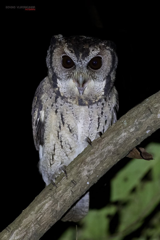 collared scops owl