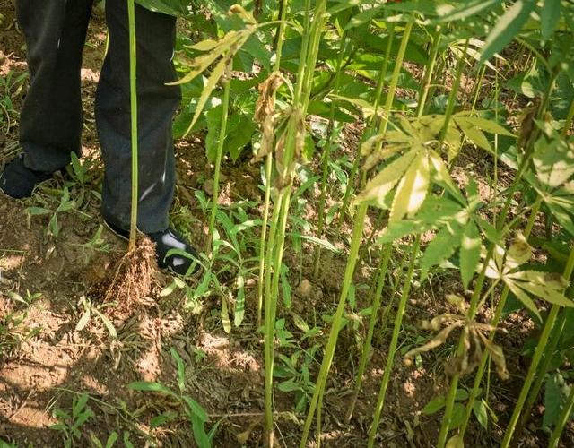 老物件的记忆：麻绳子与大麻_百科TA说