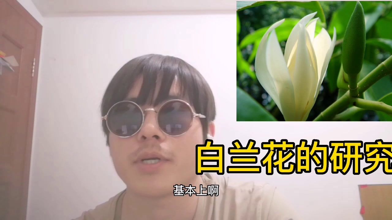 白兰 木兰科含笑属植物 百度百科