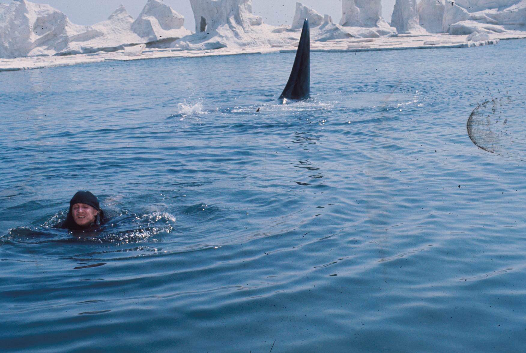 orca: killer whale the killer whale