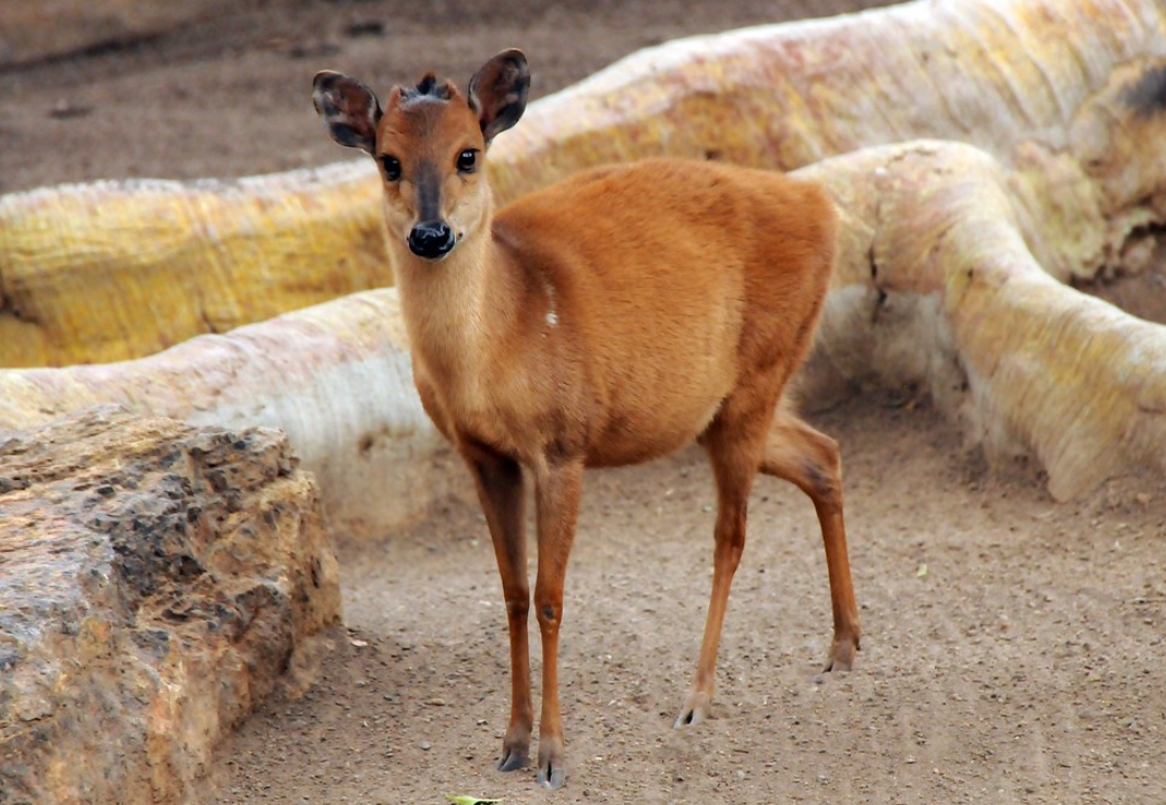  p>红小羚羊(学名: i>cephalophus natalensis /i>):是偶蹄目,牛科